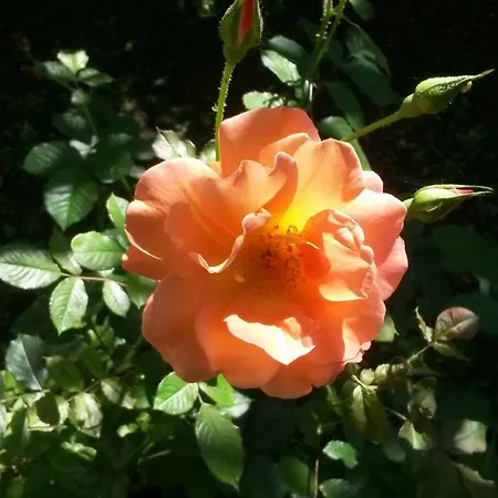 And Macva - Apartamento