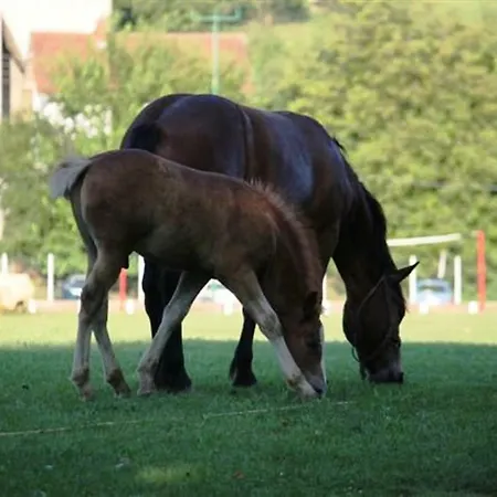 Apartamento And Macva - *